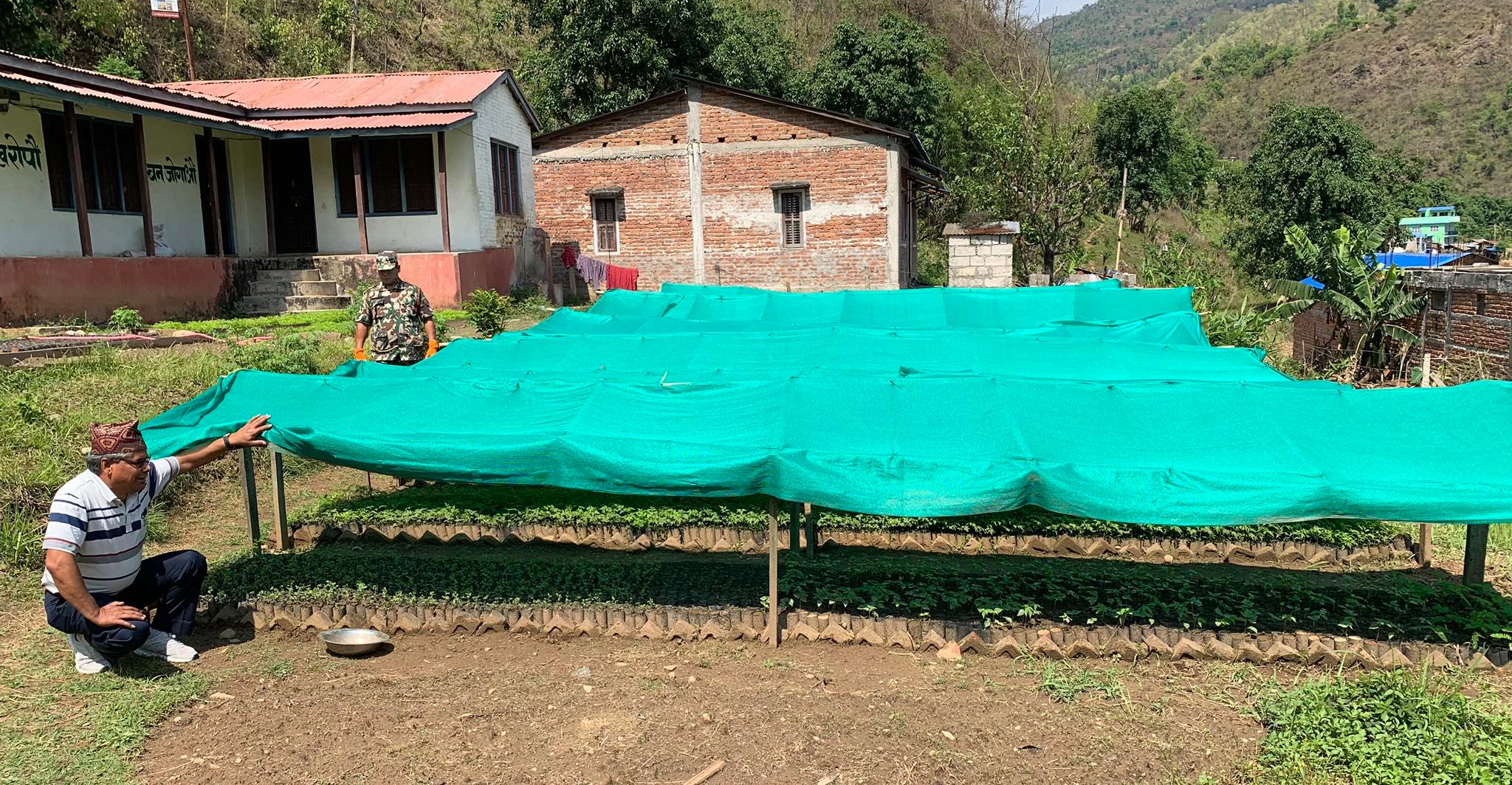 गोरखा मझुवाको वन नर्सरीमा ३६ हजार विरुवा उत्पादन हुदै