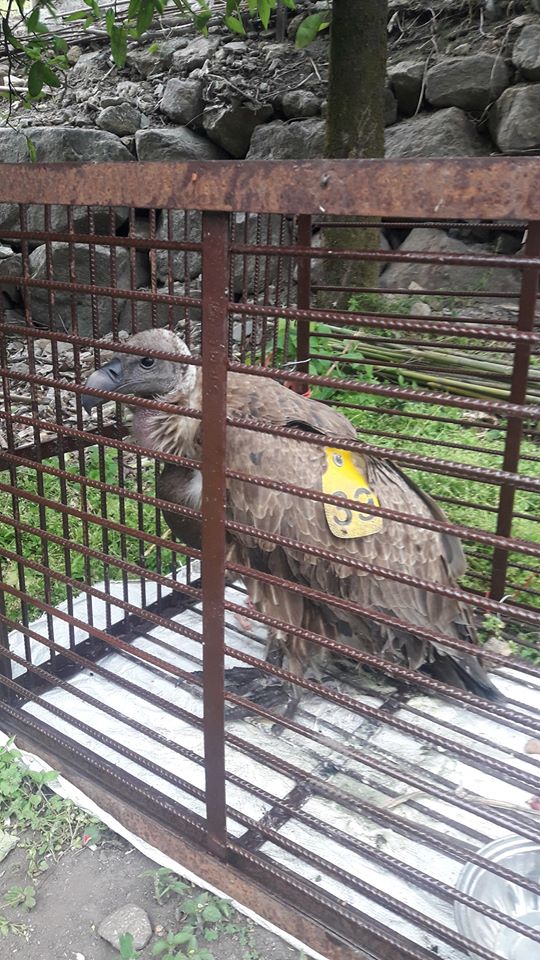 गोरखामा भेटिएको लोपोन्मुख गिद्धको उद्धार