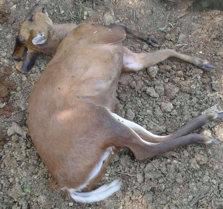 गोरखाको सिरानचोकमा मृत्त अवस्थामा रतुवा मृग भेटियो