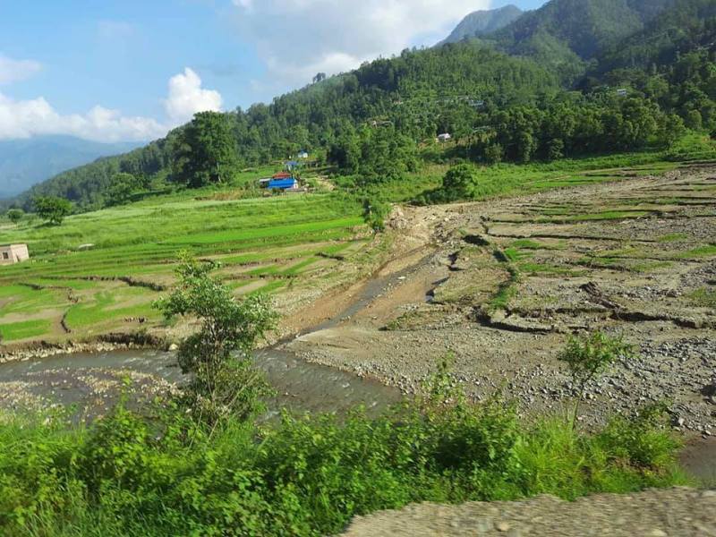 बर्षाले कृषिमा निम्त्याएको क्षति ःकरिव २५ सय रोपनी क्षेत्रफलको धान खेती नष्ट