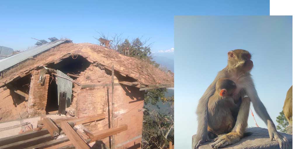 दरवार जाँदै हुनुहुन्छ? बाँदर देखि होसियार !