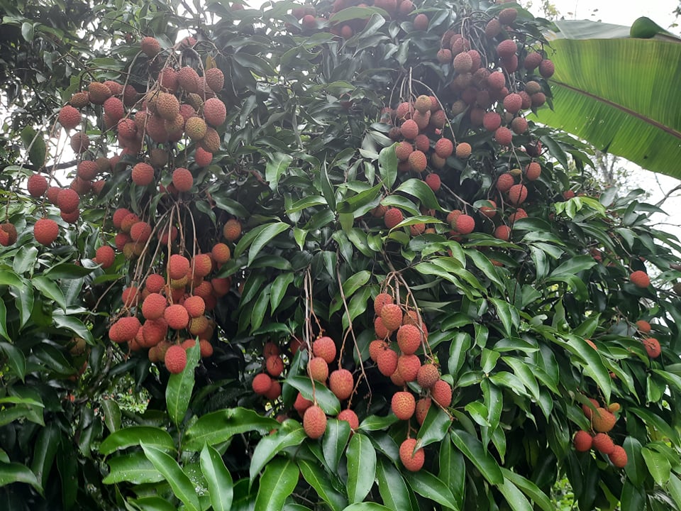 लिचि बिक्रीमा कोभिड प्रभाव