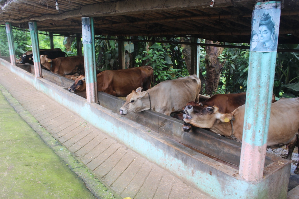 पालुङटारका ५२ हजार बढी पशु खोपका लागी योग्य