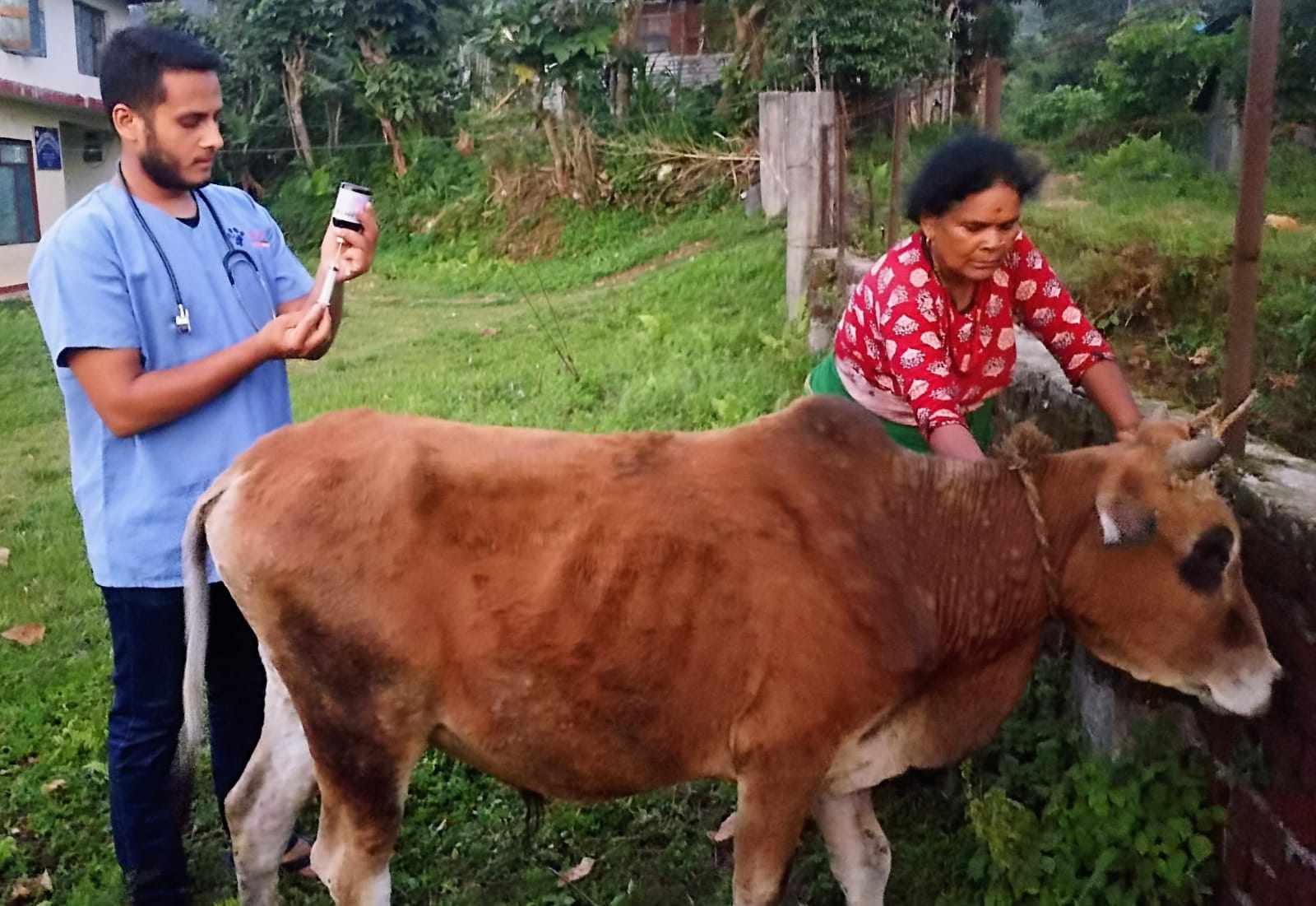 लम्पी स्किन : गण्डकी प्रदेशका एक लाख बढी गाईभैँसीलाई लगाइयो खोप