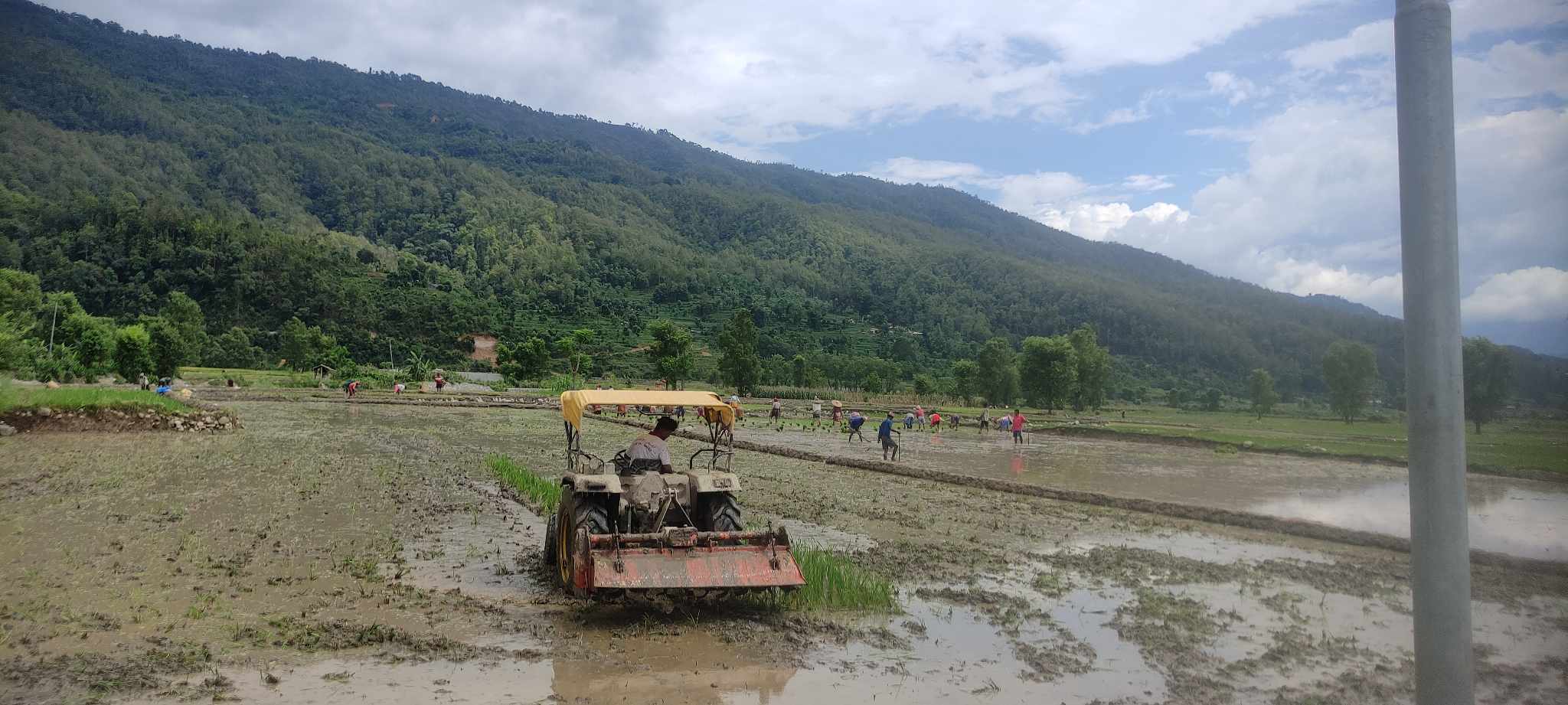 ७० प्रतिशत खेतमा धान रोपाइ