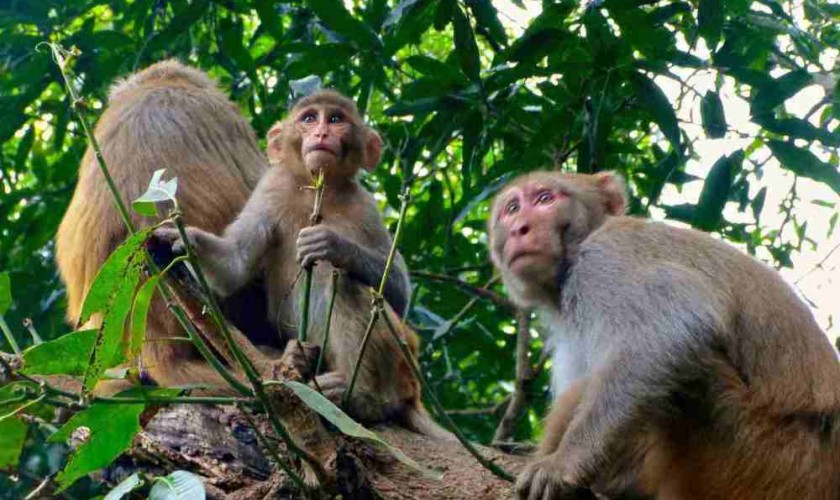 बाँदरले खाएको बाली नालीको अब क्षतिपूर्ति पाइने