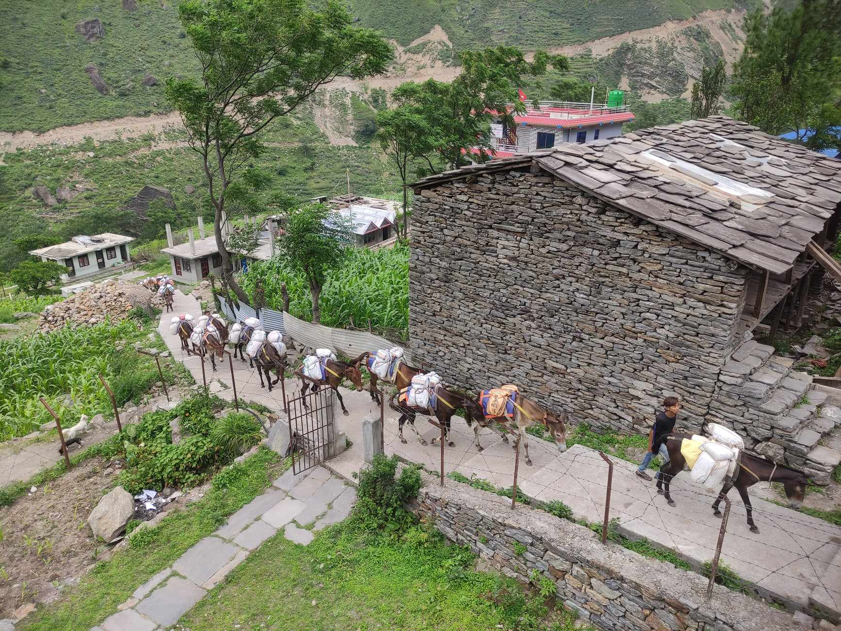ढुवानीले वढाउछ महङ्गी