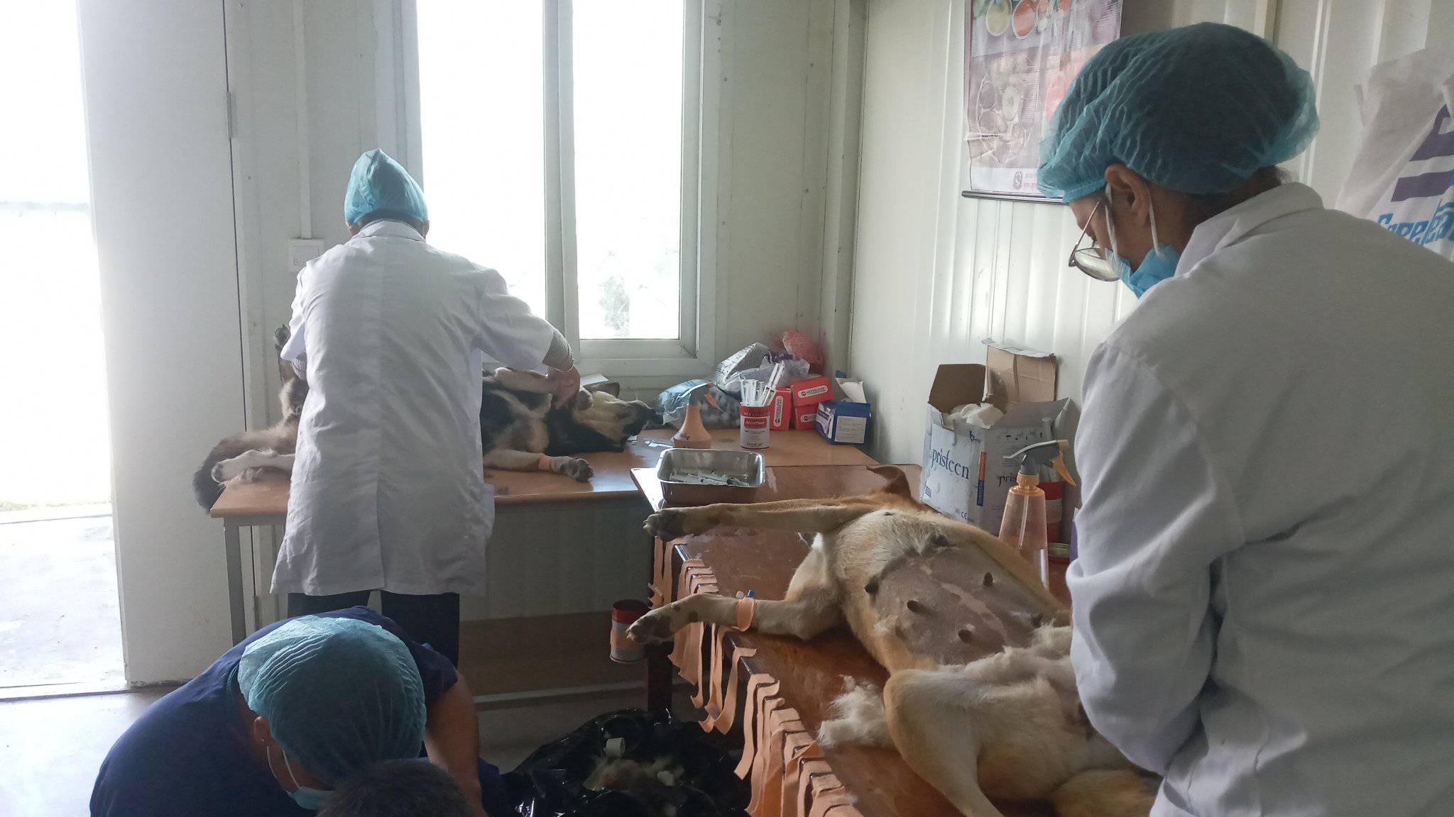 पाँच स्थानीय तहका छाडा कुकुरको वन्ध्याकरण शिविर