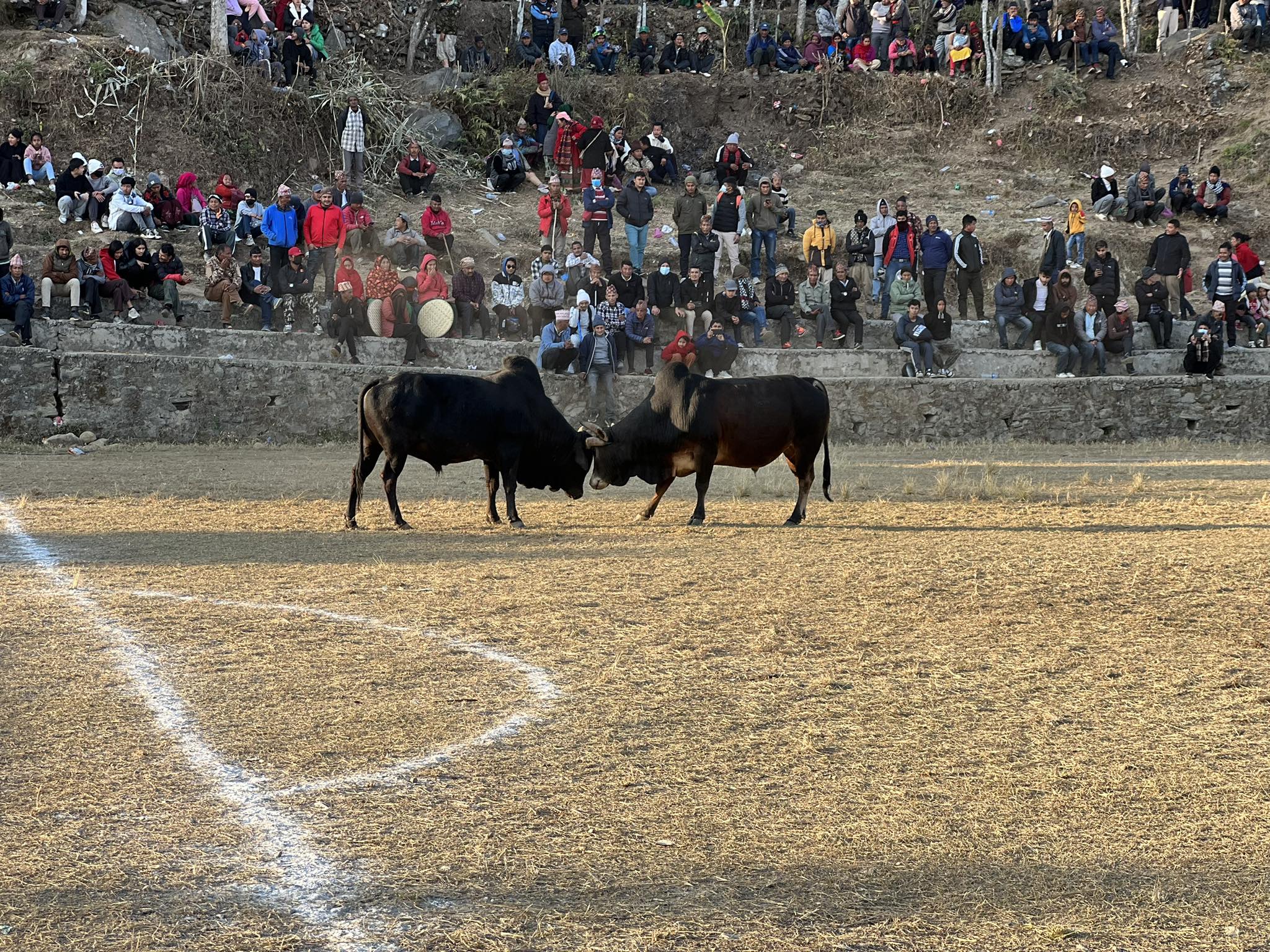 बगुवामा माघि पर्व मेला तथा गोरु जुधाई प्रतियोगीता