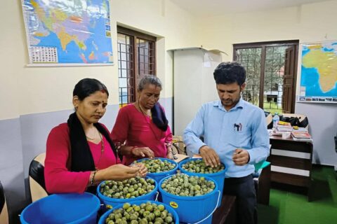 पढ्दै कमाउँदै अन्तरगत लप्सीको अचार बनाउँदै विद्यार्थी