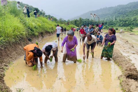 १२ प्रतिशत क्षेत्रमा धान रोपाइँ सकियो